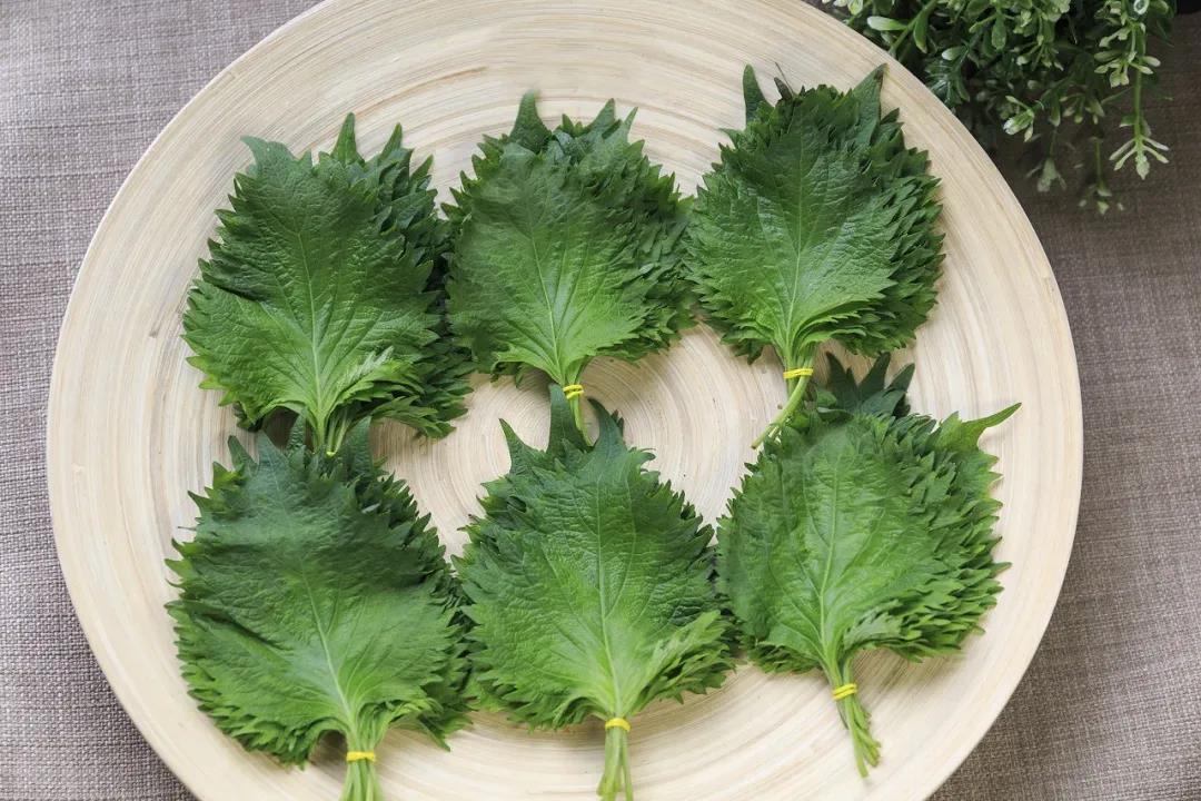 每日一節食材營養小知識--紫蘇